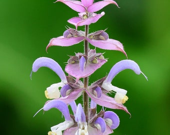 May include: A close-up of a purple and white flower with a long stem and multiple layers of petals. The flower is in focus, while the green background is blurred.