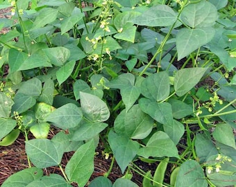 Bean Henderson Bush Lima- Heirloom/Open Pollinated/GMO FREE - 30 seeds