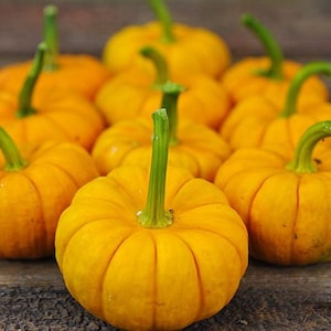 Mini zucca - semi di Jack be little, Hooligan F1, Wee Be Little, Lil Orange Mon F1 o Lil' Pump-Ke-Mon F1