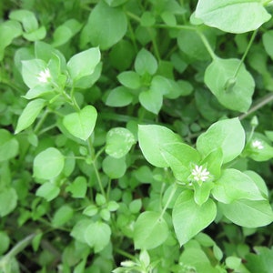 Chickweed - &quot;Stellaria media&quot; 24 tea bags, dry herb - 1 oz. or 100 seeds, NON GMO.