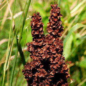 Pode incluir: Close-up de um grupo de vagens de sementes marrons secas crescendo em um campo de grama verde.