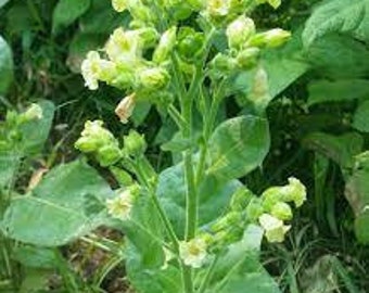 midewiwan sacred tobacco Midewiwan Sacred Ceremonial Tobacco seeds 'Nicotiana rustica', grown in US,  annual