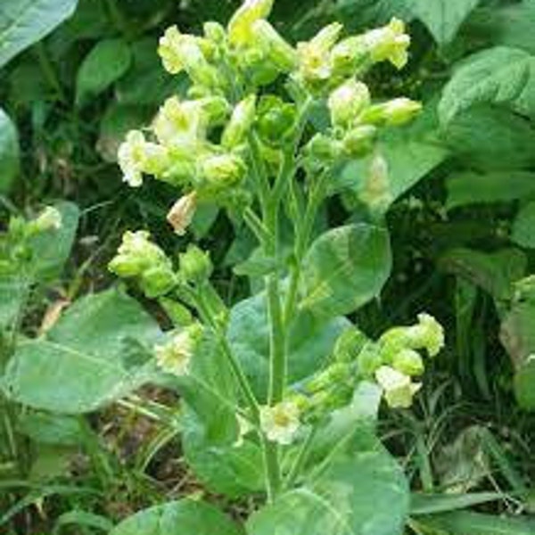 Midewiwan Sacred Ceremonial Tobacco seeds 'Nicotiana rustica', grown in MN, annual.