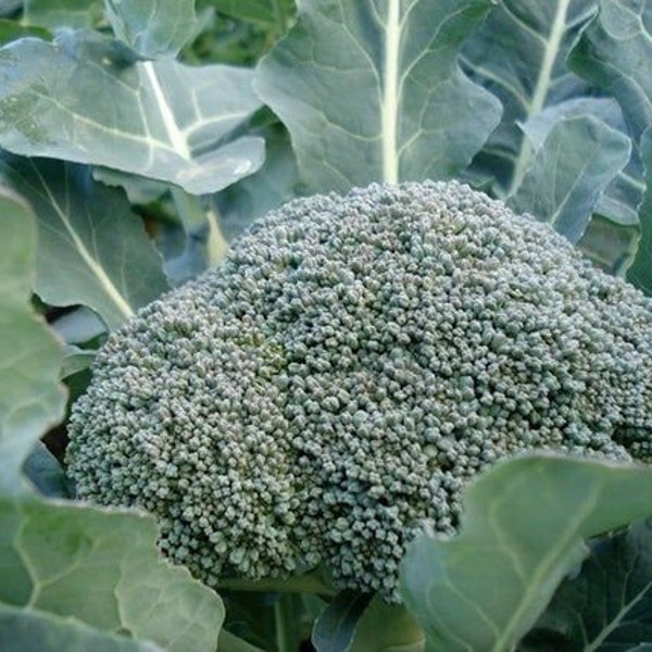 Broccoli De Cicco / Italian heirloom / GMO FREE/ Open pollinated