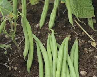 Bean Provider seeds/Valentine (black seed) 50 seeds/Rocdor yellow wax bean/Heirloom/ GMO FREE  seeds