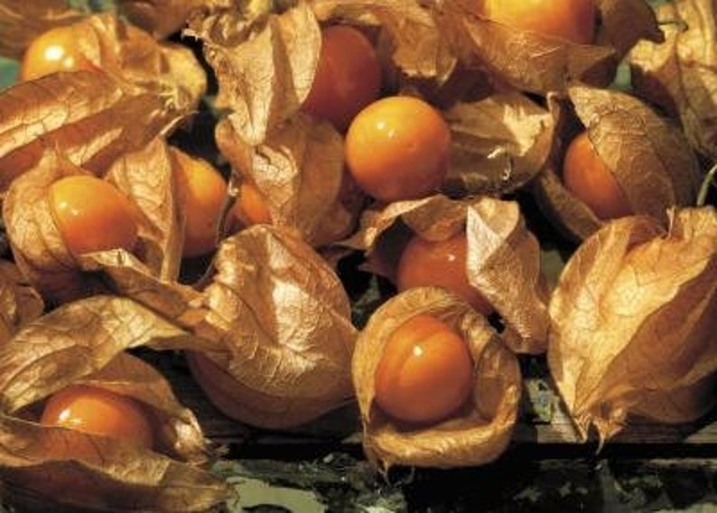 Husk Tomato Ground Cherry or Purple Tomatillo Seeds / GMO Etsy