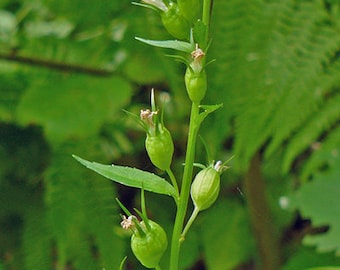 Lobelia- Indian Tobacco / (Lobelia inflata) - Medicinal seeds, 1000 seeds