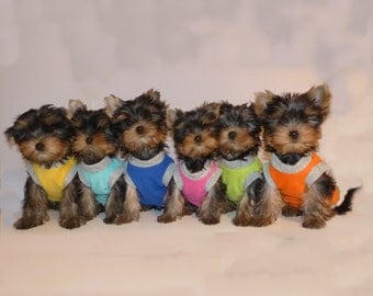 Dog sweater fleece in bright colors, sweater for Yorkshire - Chihuahua, each sweater on request with harness opening