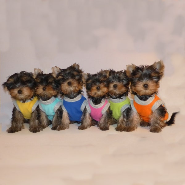 Hundepullover Fleece in bunten Farben, Pullover für Yorkshire - Chihuahua, Jeder Pulli auf Wunsch mit Geschirröffnung