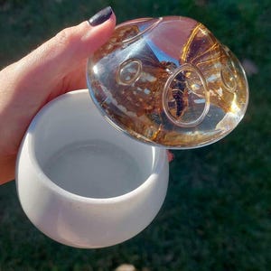 Real butterfly mushroom jar - nature - mushroomcore - decorative - change box - storage - witchy - witchy decor - hippie - boho