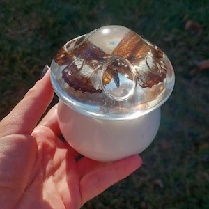 Real butterfly mushroom jar - nature - mushroomcore - decorative - change box - storage - witchy - witchy decor - hippie - boho