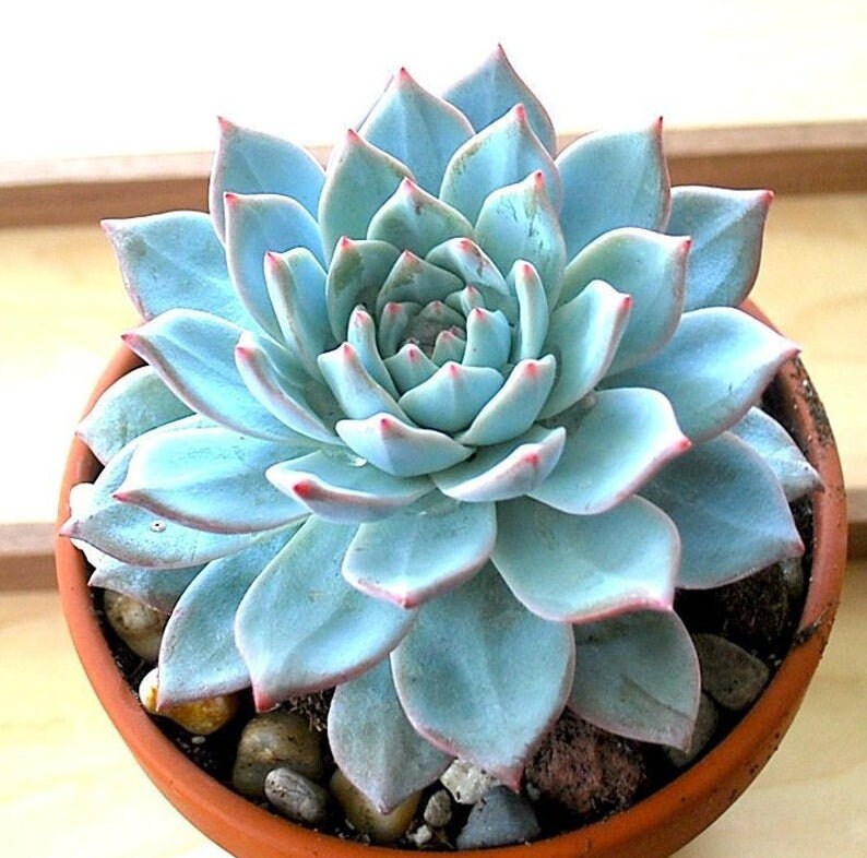 Echeveria Blue Bird