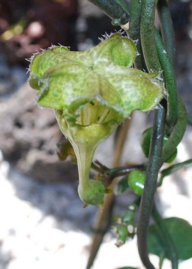 3 Seeds * Ceropegia Sandersonii Very Rare Succulent Parachute Plant 