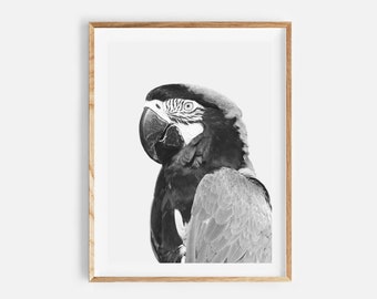 imprimé oiseau, portrait d’animal, noir et blanc, affiche d’oiseau, impression de perroquet, art de mur imprimable, portrait animal pour pépinière, décor moderne à la maison