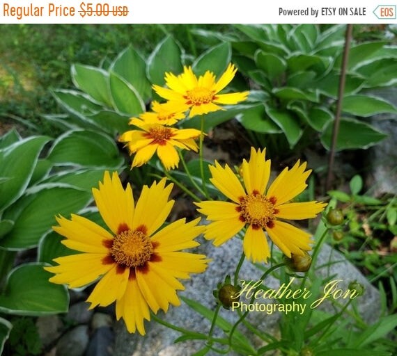 Grand Opening Sale Orange Tickseed Coreopsis Flower 4x6 Or 8 5x11 Pop Color Photography Flower Photo Yellow Orange Flower Print Wall Art