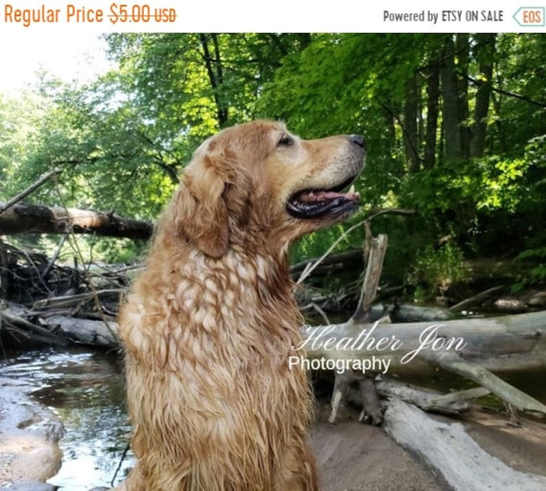 GOLDEN RETRIEVER cell phone picture dog art 4x6 GLOSSY PRINT