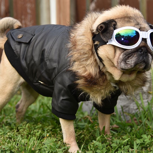 puppy bomber jacket