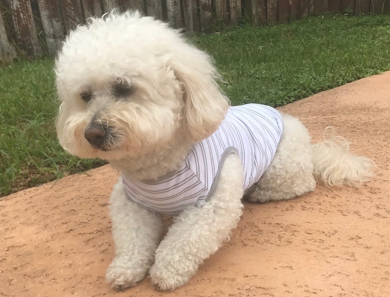 May include: A white fluffy dog wearing a striped grey and white tank top. The dog is lying on a brown surface.