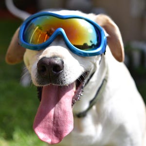 May include: A smiling white dog wearing blue and yellow reflective goggles. The dog's pink tongue is hanging out. The dog has tan ears and a black nose. The goggles have a blue frame.
