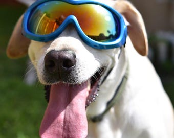 Wide Lens Dog Goggles: UV Protection, Adjustable for Medium/Large Dogs