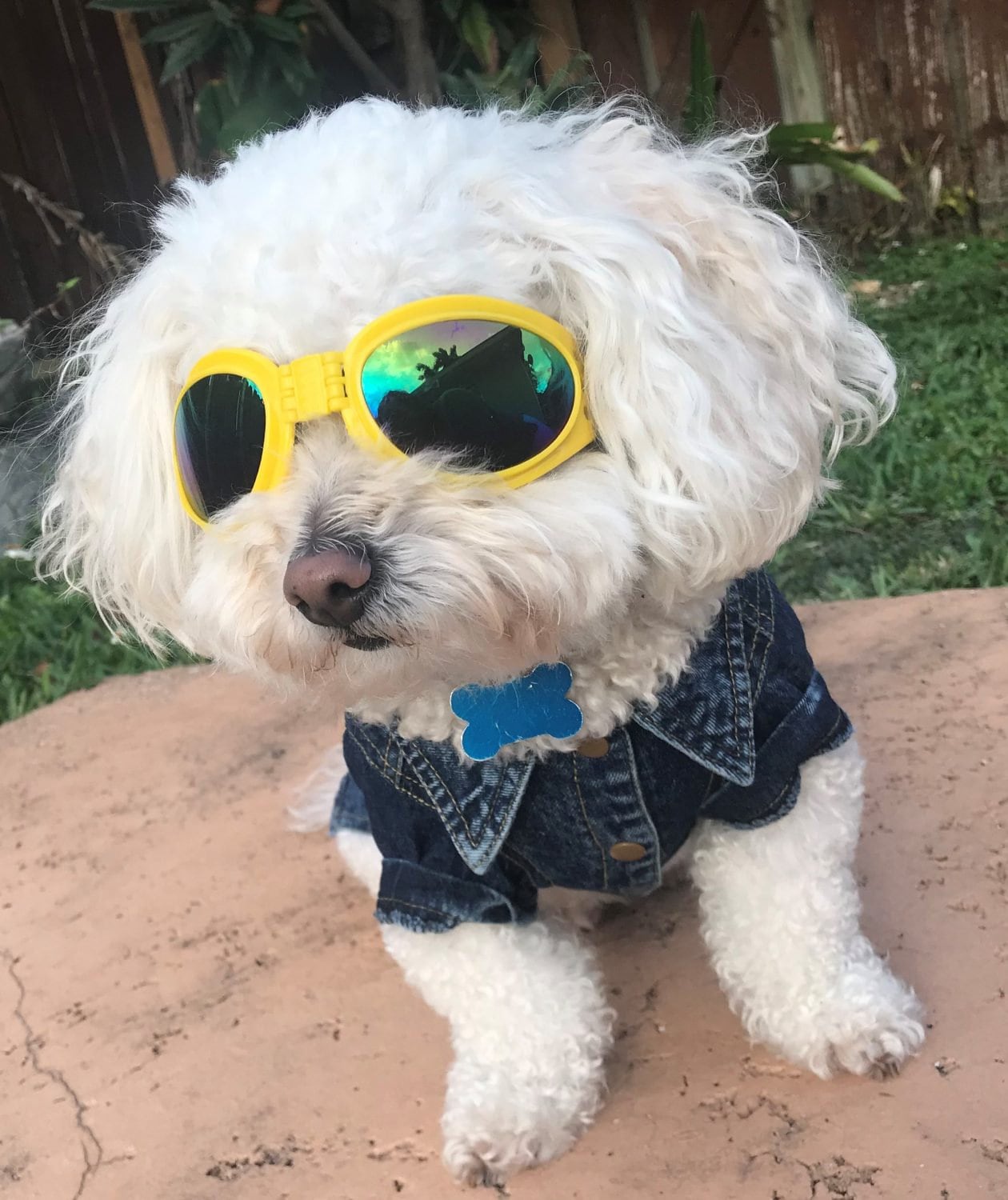 Doggie Sunglasses with UV Protection – Chin Strap, Foldable, works great with water, snow , sun and wind- Multiple Color Options