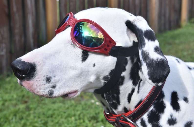 Lunettes de soleil pour chien avec protection UV Mentonnière, pliable, fonctionne parfaitement avec l'eau, la neige, le soleil et le vent Plusieurs options de couleurs image 4