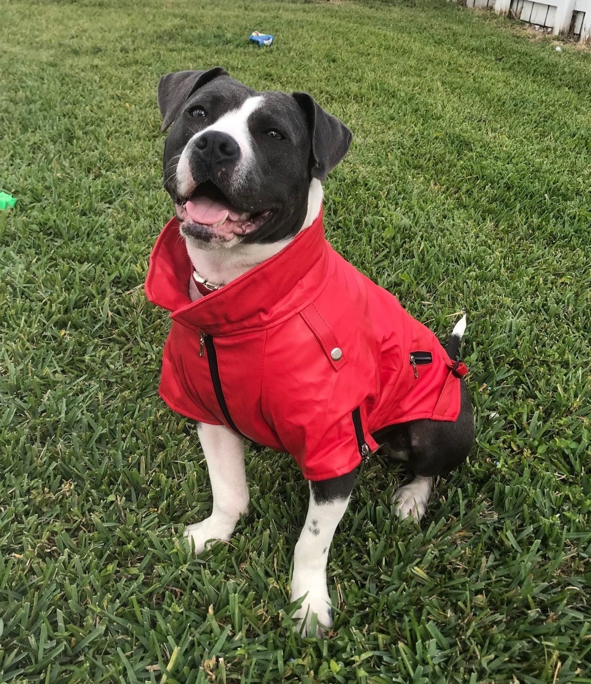 manteau pour american bully