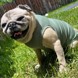 Puede incluir: Un pug marrón claro con un tanque verde salvia, sentado en la hierba verde.