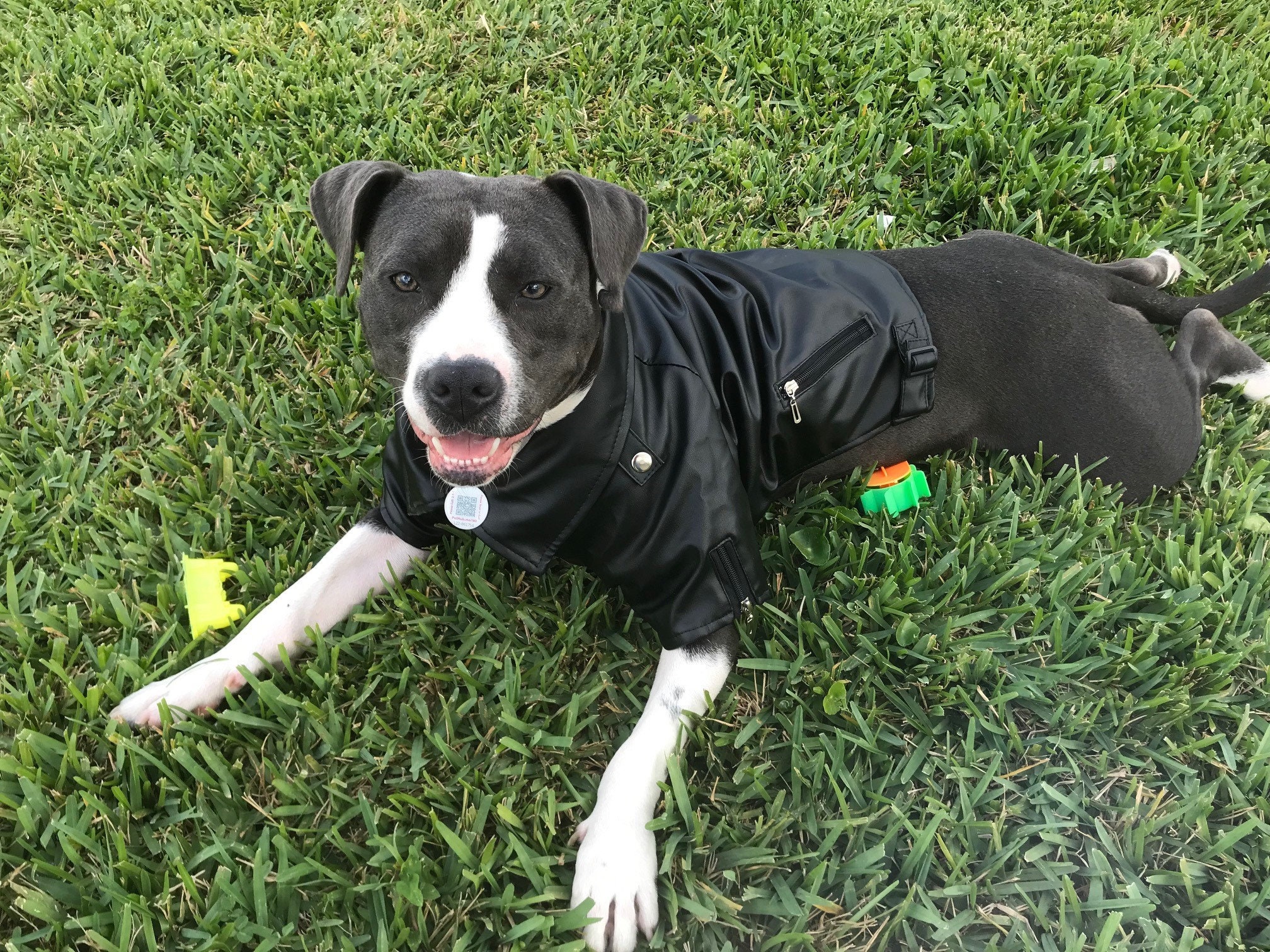 ジャケット・アウター Bulldog Bling Leads ブルゾン アウター Z)「BLINGLEADS」PU レーシング