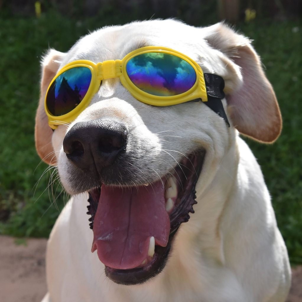 Doggie Sunglasses with UV Protection – Chin Strap, Foldable, works great with water, snow , sun and wind- Multiple Color Options
