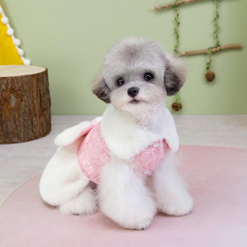 K&ouml;nnte beinhalten: Ein kleiner, grauer Hund, der ein rosa-wei&szlig;es Outfit tr&auml;gt. Das Outfit hat ein rosa Tweed-&auml;hnliches Oberteil mit wei&szlig;em Besatz und einen flauschigen wei&szlig;en Unterteil. Der Hund sitzt auf einer rosa Oberfl&auml;che.