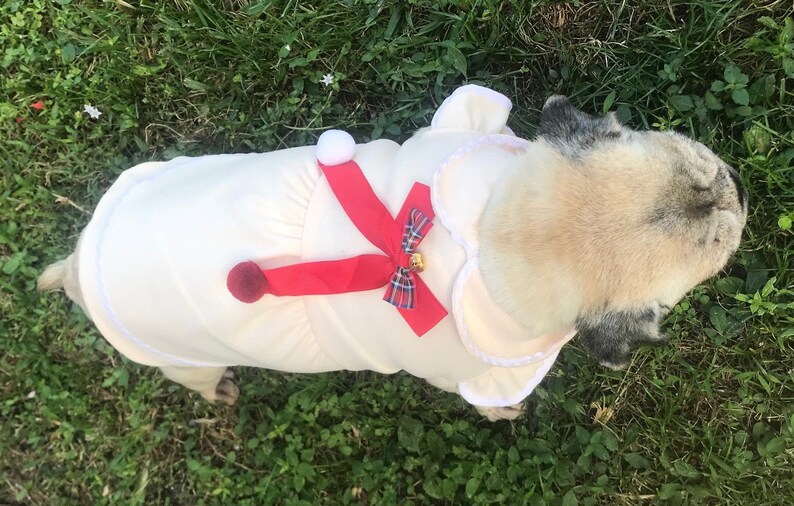 May include: A pug dog wearing a white and red dog costume with a red bow and a bell. The dog is standing on green grass.