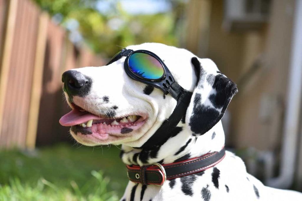 Doggie Sunglasses with UV Protection – Chin Strap, Foldable, works great with water, snow , sun and wind- Multiple Color Options
