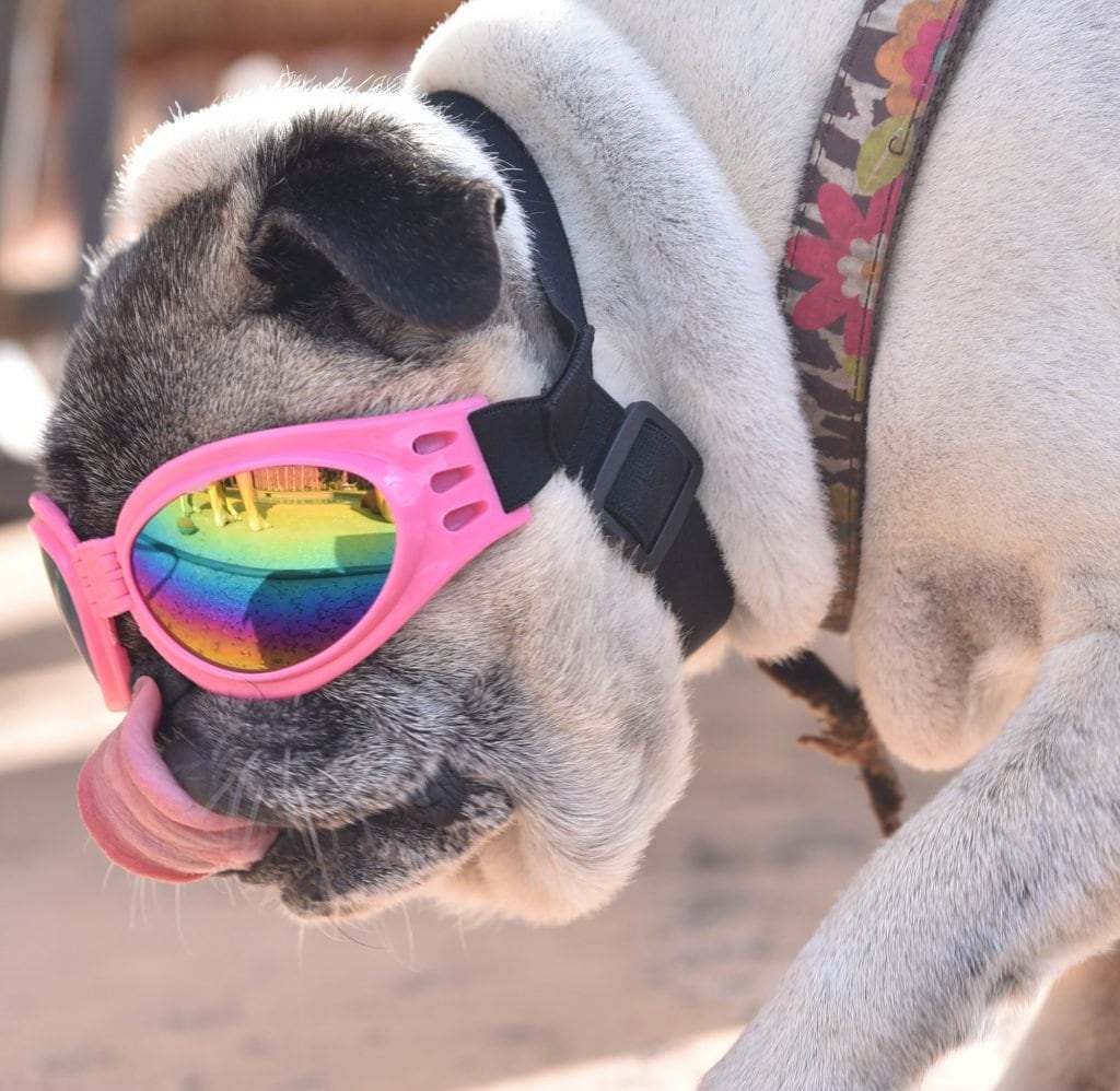 Doggie Sunglasses with UV Protection – Chin Strap, Foldable, works great with water, snow , sun and wind- Multiple Color Options