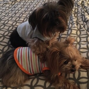 May include: Two Yorkshire Terrier dogs wearing striped and blue and white striped shirts, lying on a patterned blanket.