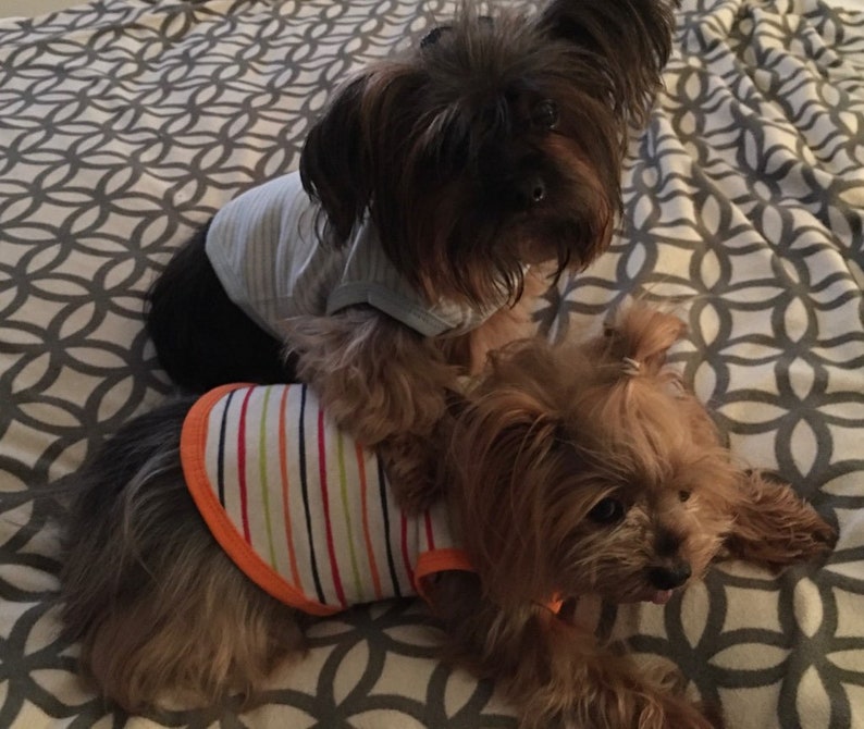 May include: Two Yorkshire Terrier dogs wearing striped and blue and white striped shirts, lying on a patterned blanket.