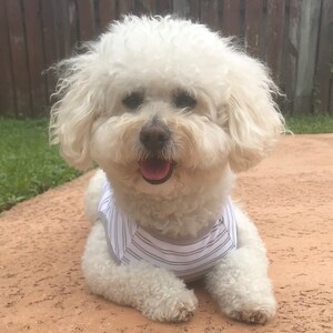 May include: A white fluffy dog wearing a striped shirt is lying on a brown surface. The dog has a happy expression and is looking directly at the camera.