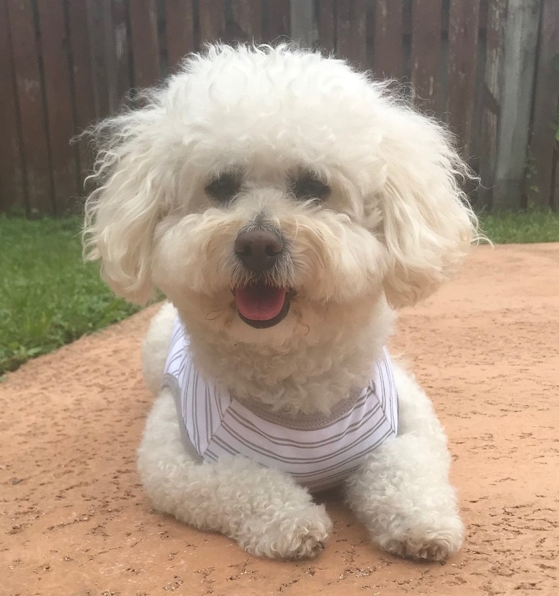 May include: A white fluffy dog wearing a striped shirt is lying on a brown surface. The dog has a happy expression and is looking directly at the camera.