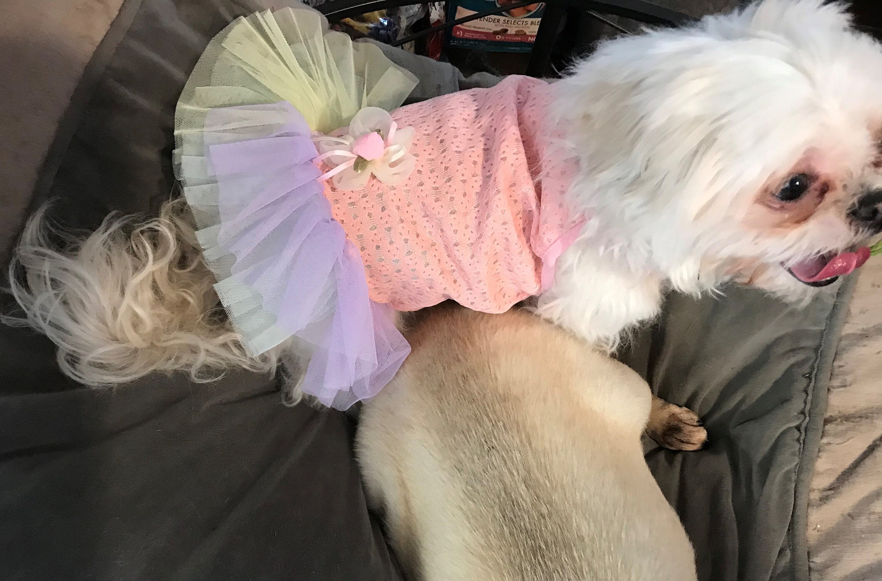 dog skirts and dresses