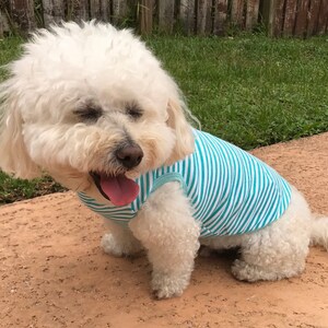 May include: A white dog wearing a blue and white striped tank top. The dog is sitting on a brown surface with green grass in the background.
