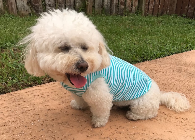 May include: A white dog wearing a blue and white striped tank top. The dog is sitting on a brown surface with green grass in the background.