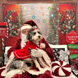 Personalized Christmas Dog Dress: Holiday Jingle Bell Outfit (XS-XL) image 5
