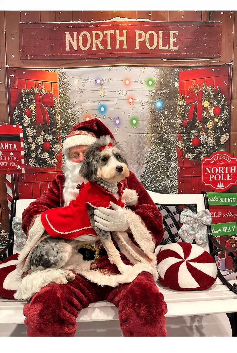 Personalized Christmas Dog Dress: Holiday Jingle Bell Outfit (XS-XL) image 5