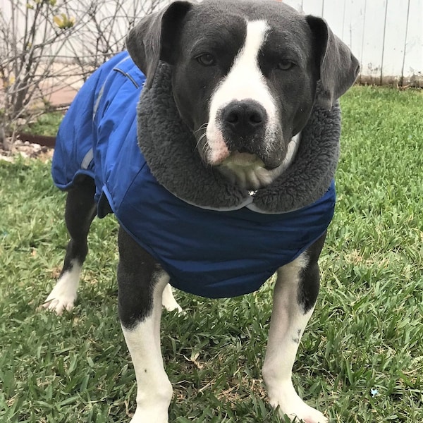 Veste imperméable pour grands chiens de forme impaire 2XL ou 3XL - rouge, bleu, noir. Poitrine réglable, Fermeture éclair du harnais, Doublure chaude, Bandes réfléchissantes