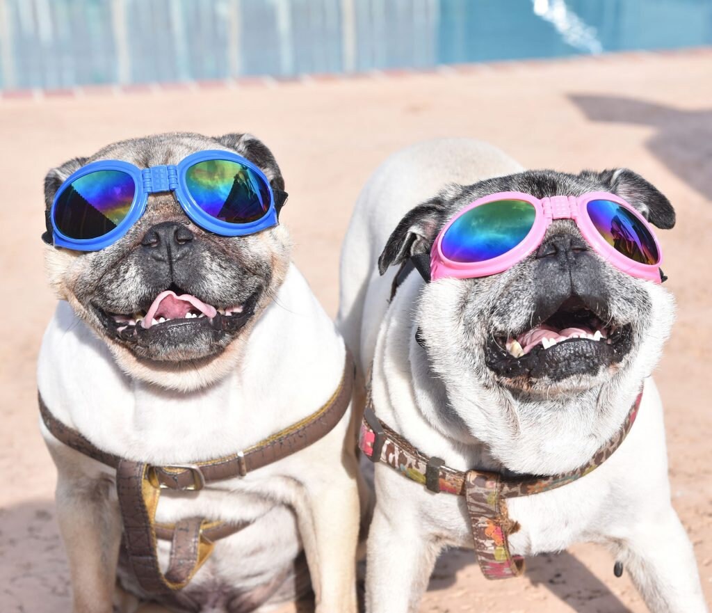 Doggie Sunglasses with UV Protection – Chin Strap, Foldable, works great with water, snow , sun and wind- Multiple Color Options