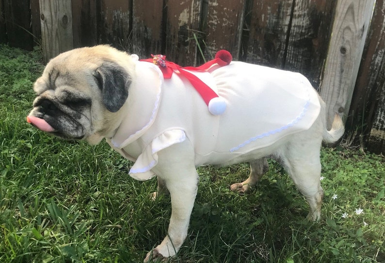 May include: A pug dog wearing a white dress with red and white trim and a red bow. The dog is standing on green grass.