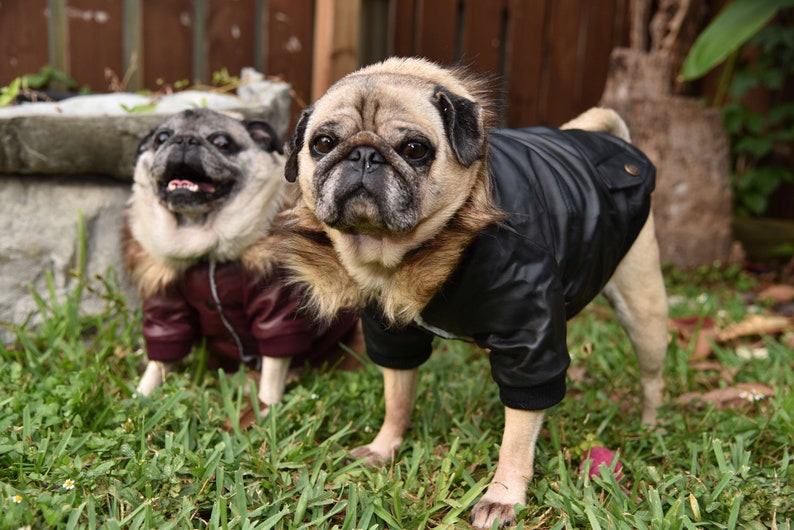 For Small /& Medium Sized Dogs SM-2XL Bomber Jacket Black or Wine Soft Furry Fleece Lining Snap Closures