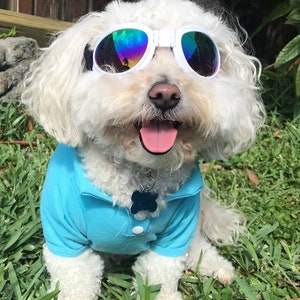 Lunettes de soleil pour chien avec protection UV Mentonnière, pliable, fonctionne parfaitement avec l'eau, la neige, le soleil et le vent Plusieurs options de couleurs image 3