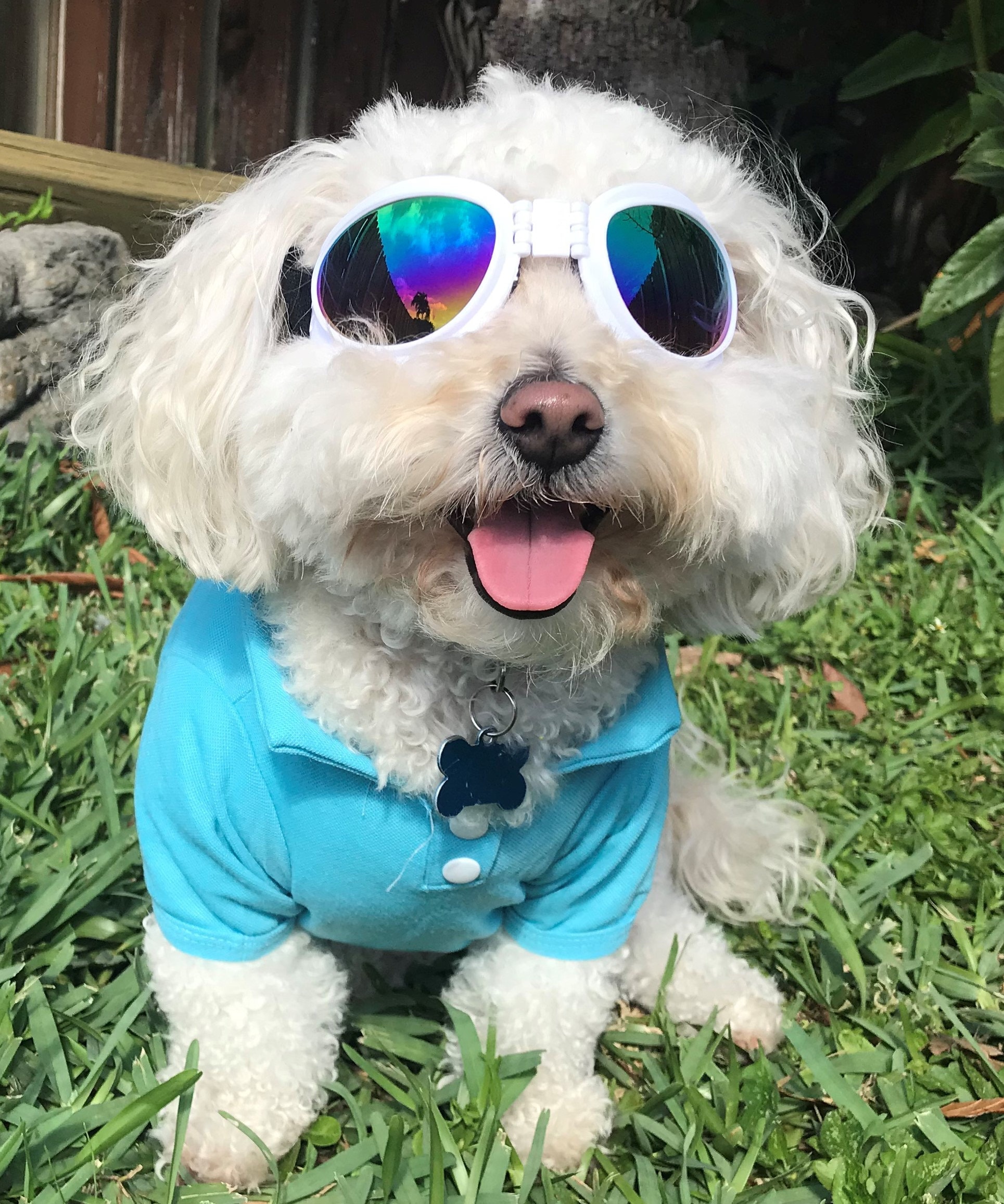 Doggie Sunglasses with UV Protection – Chin Strap, Foldable, works great with water, snow , sun and wind- Multiple Color Options