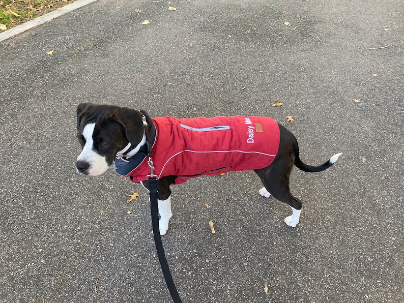 Lightweight Quilted Jacket with harness zipper, Water Resistant, Soft Feel, 5 colors SM, Med. & Lg Dogs, Free Personalization XS-3XL image 5